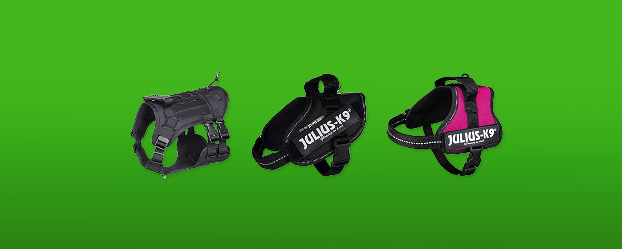 hondentuigje featured image