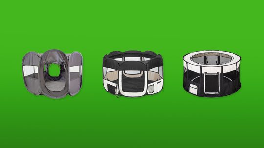 puppyren featured image