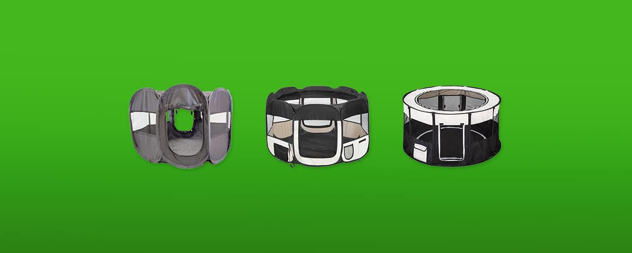 puppyren featured image