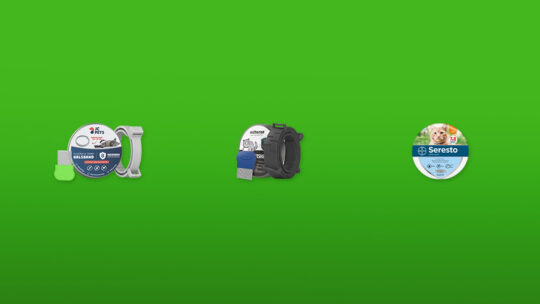 Vlooienband-kat-featured-image