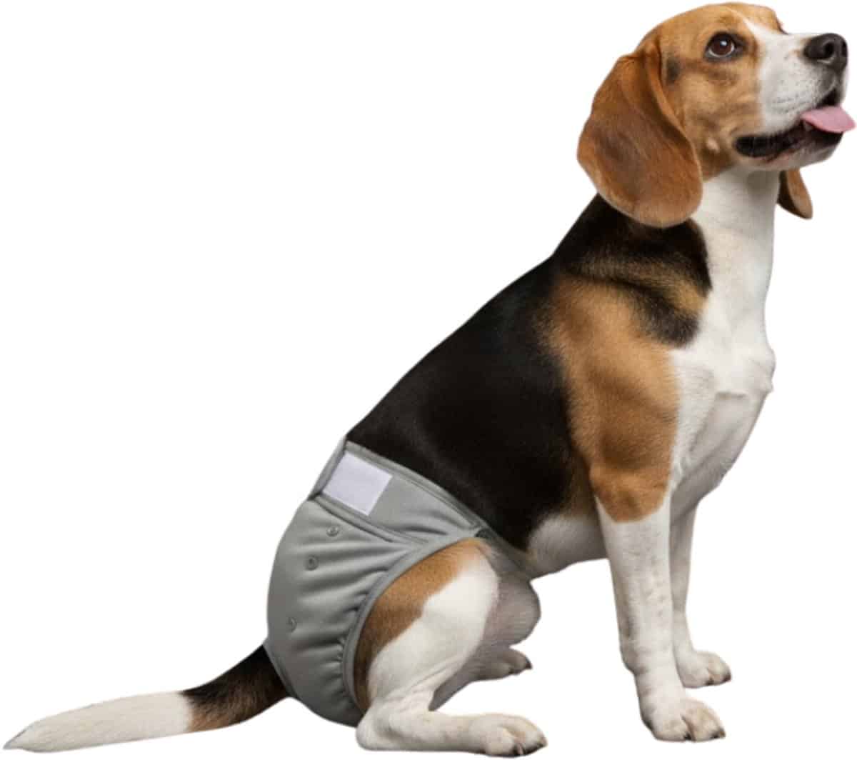 Loopsheidbroekje Hond Grijs